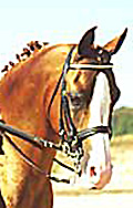 Champion Arabian sport horse stallion Aul Magic