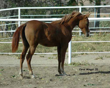 Glory is well built and has a nice personality