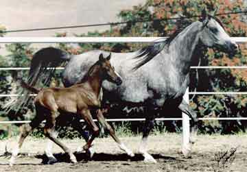 dam: Aur Silver Myst 