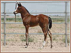 Phailin, Trakehner filly by Aul Magic
