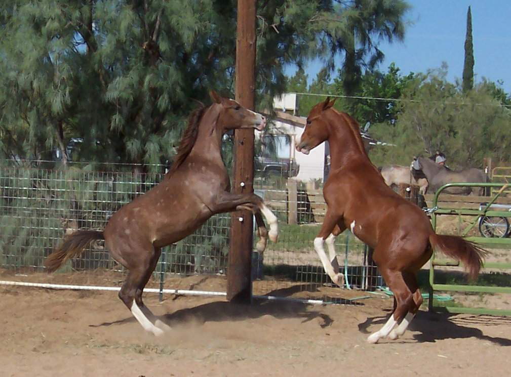 Two Geldings by Aul Magic Playing