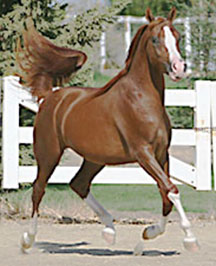 Turbo's Brother, Aulways Magic