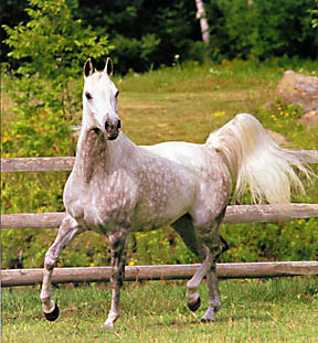 Boy Wonder 1997 Skyland Arabians Photo by Johnny Johnston